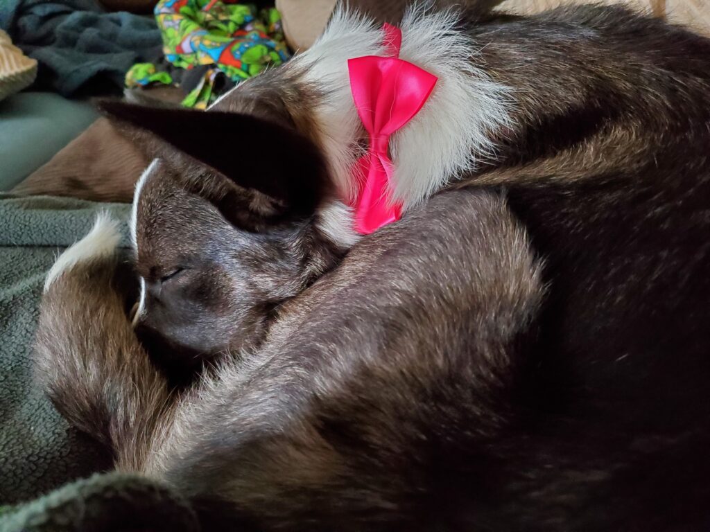 Delilah in a pink solid bow tie, sleeping