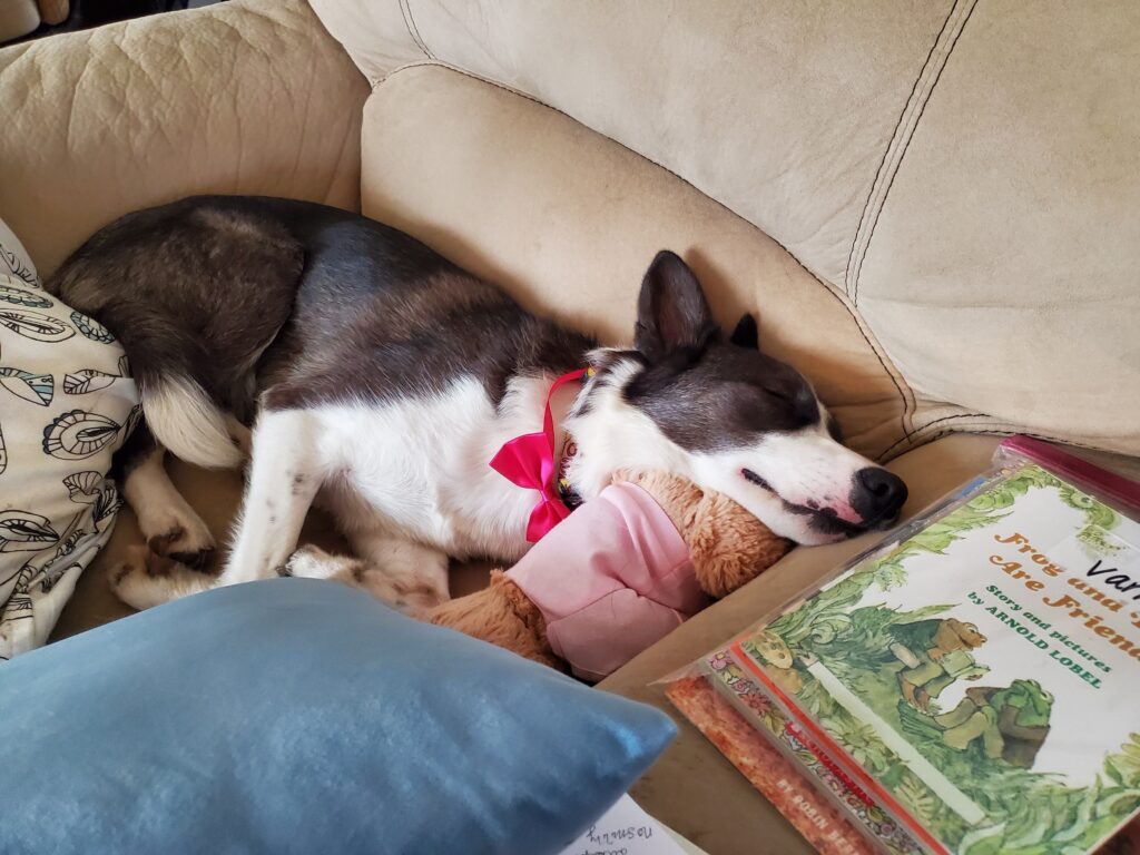 Delilah in a pink bowtie asleep in a chair next to a book she's clearly done reading. 